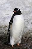IMG_2961 A Gentoo penguin.
