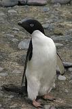 IMG_3013 An Adelie penguin.