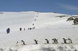 IMG_3303 Antarctic commuters.