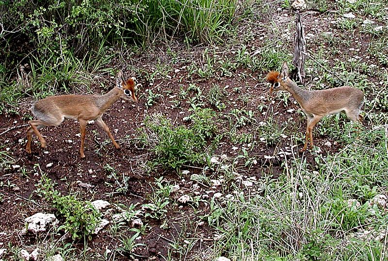 DSCN1990 Two dik-diks fighting.  These guys are about 12 inches tall, but they have lion hearts when fighting for their territory.