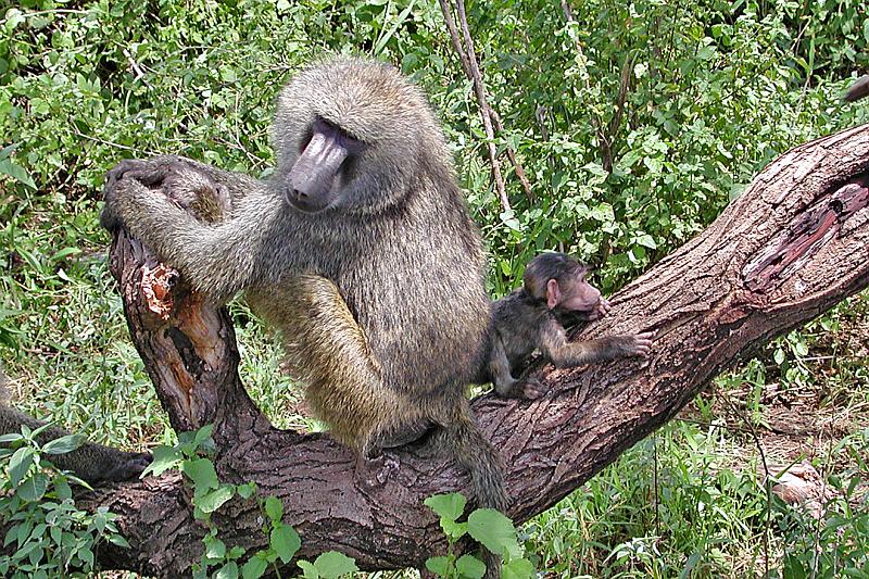 DSCN2042 A baboon mother with her baby.