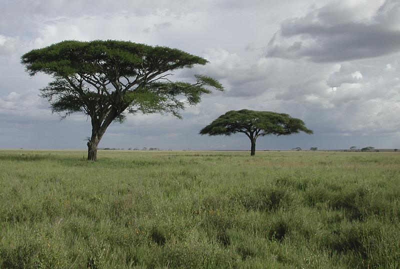 DSCN2174 A few trees in the immensity of the Serengeti.