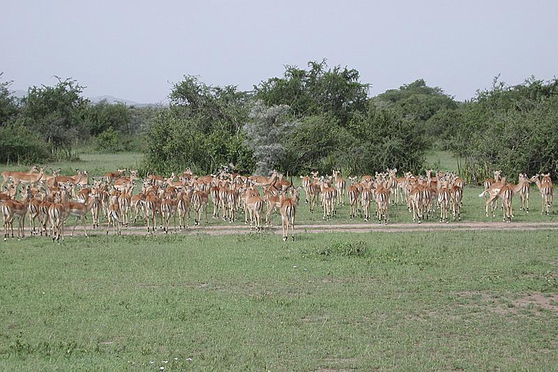 DSCN2184 A herd of impalas.  There is one male and all the rest are females.  The male is the one that looks very tired.