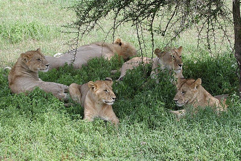 DSCN2185 Lions relaxing after lunch.