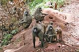 DSCN2021 A family of baboons.