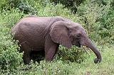 DSCN2025 An elephant browsing in Manyara National Park.