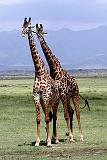 DSCN2049 Giraffes were always checking us out.