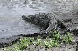 DSCN2178 A crocodile - about 20 feet long.