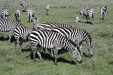 DSCN2254 We were always close to some zebras.