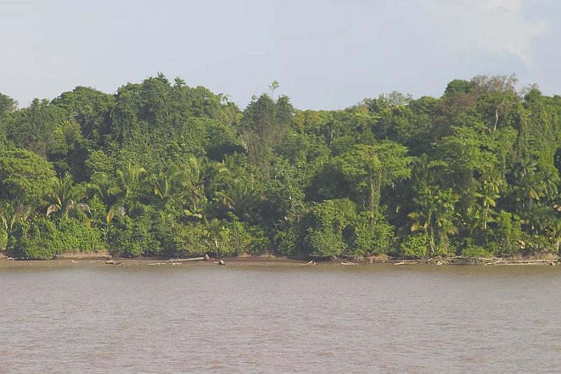 CRW_5032 Amazon River.  Unbroken jungle for miles along the riverbanks.